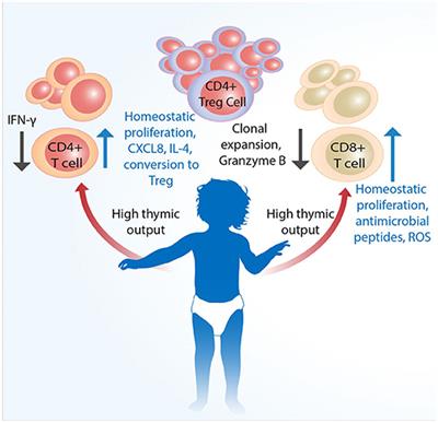 Frontiers | T Cell Subsets During Early Life And Their Implication In ...